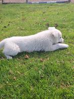 Witte herder pups, Dieren en Toebehoren, 8 tot 15 weken, Meerdere, Meerdere dieren, Herder