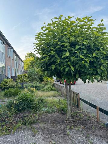 Boompjes!! beschikbaar voor biedingen