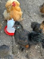 2 zijdehoen hannen, Dieren en Toebehoren, Pluimvee, Mannelijk, Kip