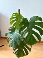 Beautiful monstera deliciosa, Ophalen, Overige soorten, Minder dan 100 cm