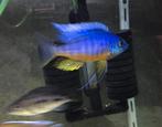 Protomelas Spinolotus Malawi Cichliden, Vis, Zoetwatervis