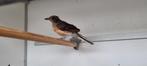 Shama lijster pop, Dieren en Toebehoren, Vrouwelijk, Tropenvogel, Geringd