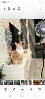 Tweeenhalf jaar oud, Dieren en Toebehoren, Katten en Kittens | Overige Katten, Poes