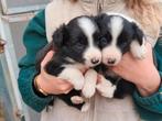 Bordercollie Puppies, Dieren en Toebehoren, Honden | Herdershonden en Veedrijvers, België, Particulier, 8 tot 15 weken, Collie