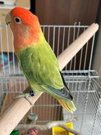 Agapornis Fischerie Roseicolle Personata Diverse Kleuren, Dieren en Toebehoren, Vogels | Parkieten en Papegaaien, Meerdere dieren