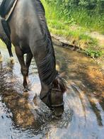 Bijrijder gezocht/ paard beschikbaar, Dieren en Toebehoren, Ophalen