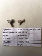 Fossiele haaientanden uit USA: Cretolamna appendiculata, Verzamelen, Mineralen en Fossielen, Ophalen of Verzenden, Fossiel