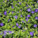 Vinca minor 'Blue Gold' Kleine maagdenpalm, Bodembedekkers, Vaste plant, Ophalen of Verzenden, Halfschaduw