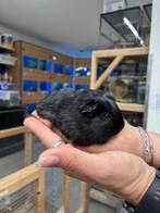 Te koop jonge cavia's beertjes mannetjes, Juni, Meerdere dieren, Cavia