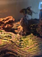 Muskus schildpad man (6) met aangekleed schildpad terrarium, Dieren en Toebehoren, Reptielen en Amfibieën