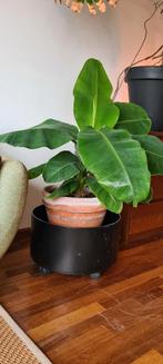 Bananenplant, Ophalen, Fruitplant, In pot, Minder dan 100 cm