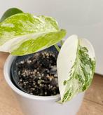 Monstera albo varigata, Huis en Inrichting, Kamerplanten, Ophalen of Verzenden, Halfschaduw, Minder dan 100 cm