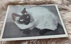 Siamese kat, Verzenden, 1940 tot 1960, Gelopen, Hond of Kat