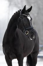 Mega knappe en lieve Uphill x Dante Weltino, Dieren en Toebehoren, Paarden, Merrie, Met stamboom, Dressuurpaard, Zadelmak