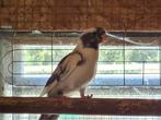 Pennant rosella man, Dieren en Toebehoren, Vogels | Parkieten en Papegaaien, Mannelijk, Parkiet, Geringd