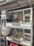 Kweekkooien broedkooien 2 lossen 122x65x65 alminium, Dieren en Toebehoren, Vogels | Hokken en Kooien, Ophalen, Gebruikt, Aluminium