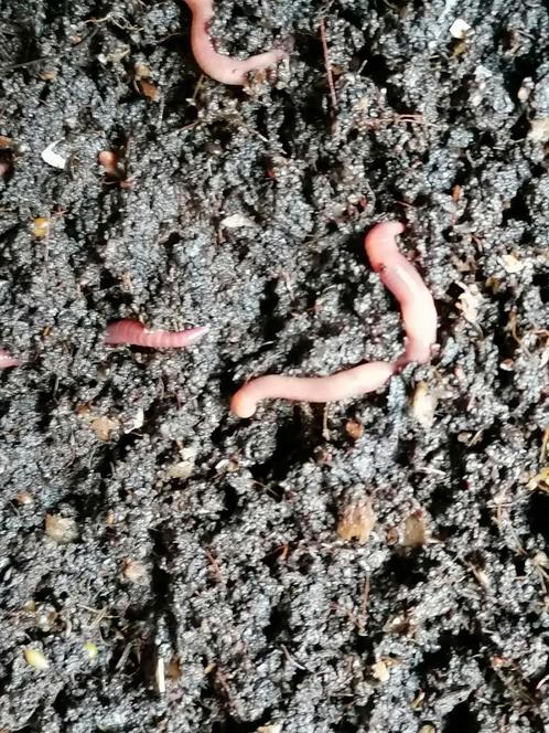 Vis wormen en compost wormen, Tuin en Terras, Aarde en Mest, Compost, Ophalen