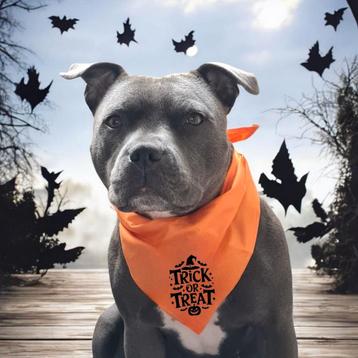 Halloween sjaal honden bandana beschikbaar voor biedingen