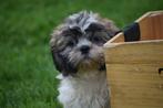 Shih-tzu pups prachtig behaard, Rabiës (hondsdolheid), 15 weken tot 1 jaar, Overige rassen, Buitenland