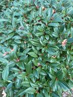 Viburnum, meerder planten, gratis af te halen, Ophalen of Verzenden, Overige soorten, Struik, Minder dan 100 cm