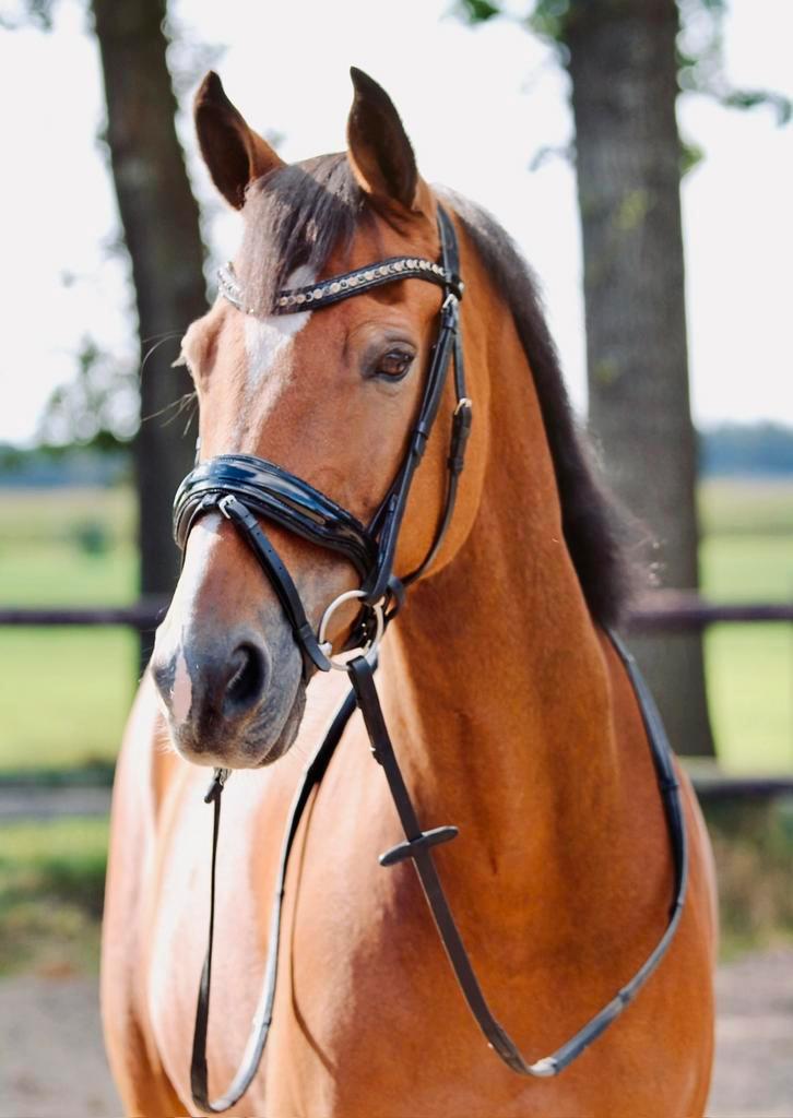 Super fijn te rijden Z-paard te koop, Dieren en Toebehoren, Paarden, Ruin, Dressuurpaard