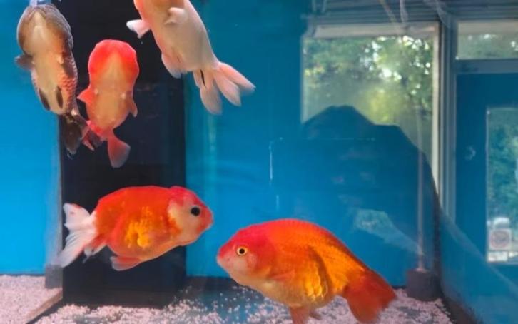 Ranchu goudvis XXL - Koidream Valburg, Dieren en Toebehoren, Vissen | Aquariumvissen, Zoetwatervis, Vis, Schoolvis