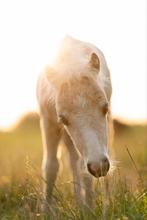Sunny, mooie palomino NSPS merrie, Dieren en Toebehoren, Ophalen