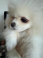 Prachtig wit pomeriaan pupje, reu, Dieren en Toebehoren, Reu, 8 tot 15 weken, Eén hond, Nederland