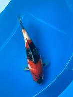 Dainichi showa, Dieren en Toebehoren, Vissen | Vijvervissen, Karper of Koi