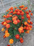 Zelfgeoogste Tagetes (Afrikaantjes) 'Bonita' Zaden, Ophalen of Verzenden, Voorjaar, Volle zon, Zaad