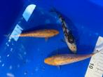 Koi met ginrin, Karper of Koi