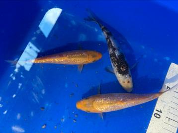 Koi met ginrin beschikbaar voor biedingen