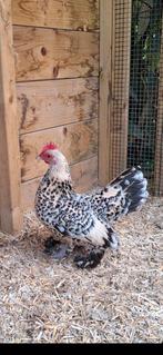 4 jonge sabelpootkrielen hennen., Dieren en Toebehoren, Vrouwelijk, Kip
