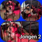 Yorkshire terrier pups biewer/ black and tan pups, Yorkshire Terriër, Rabiës (hondsdolheid), 8 tot 15 weken, Meerdere