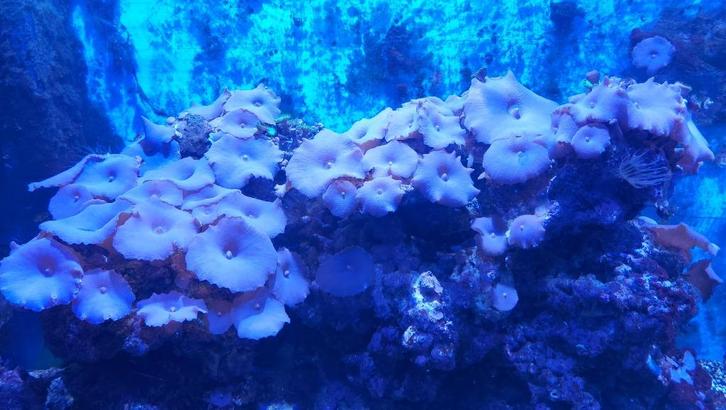 koraal: blauwe oren Discosoma op levende steen, Dieren en Toebehoren, Overige Dieren, Geslacht onbekend, September