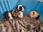 Jonge cavia's, September, Meerdere dieren, Cavia