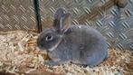 3 lieve rammen🐰🩵, Dieren en Toebehoren, Konijnen, Mannelijk, Klein, 0 tot 2 jaar