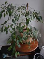 Ficus Exotica, Huis en Inrichting, Kamerplanten, Ophalen, Ficus, Halfschaduw, Minder dan 100 cm