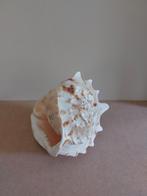 Cassis cornuta., Verzamelen, Mineralen en Fossielen, Ophalen of Verzenden