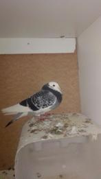 Twee doffers gaditano te koop, Mannelijk