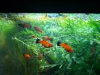 Jonge platy's, Dieren en Toebehoren, Vissen | Aquariumvissen, Vis, Zoetwatervis, Schoolvis