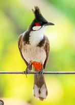 Pop Roodoorbuulbuul gezocht, Dieren en Toebehoren, Vogels | Overige Vogels, Vrouwelijk, Tropenvogel