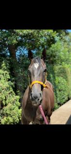 Superbrave E-pony Ruin, Dieren en Toebehoren, Pony's, B, Ruin, 3 tot 6 jaar, Recreatiepony