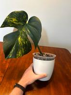 Monstera large form aurea yellow marylin, Huis en Inrichting, Kamerplanten, Ophalen of Verzenden, Overige soorten, Minder dan 100 cm