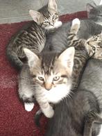 Tijger kittens zoeken lief personeel, Dieren en Toebehoren, Katten en Kittens | Overige Katten, Meerdere dieren, Kortharig, 0 tot 2 jaar