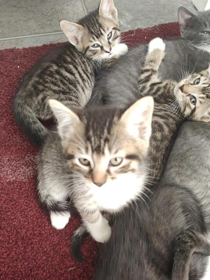 Tijger kittens zoeken lief personeel, Dieren en Toebehoren, Katten en Kittens | Overige Katten, Kortharig, Meerdere dieren, 0 tot 2 jaar
