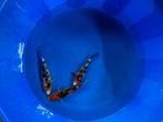 Japanse kois ongeveer 25cm, Dieren en Toebehoren, Vissen | Vijvervissen, Karper of Koi