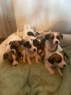 7 grappige gezonde boefjes zoeken mandje JACK RUSSELTJES, Jack Russell Terriër, 8 tot 15 weken, CDV (hondenziekte), Meerdere