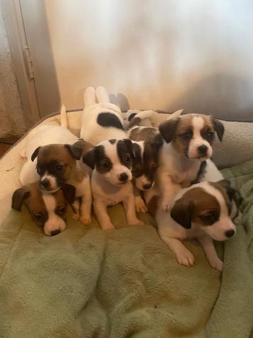 7 grappige gezonde boefjes zoeken mandje JACK RUSSELTJES  beschikbaar voor biedingen