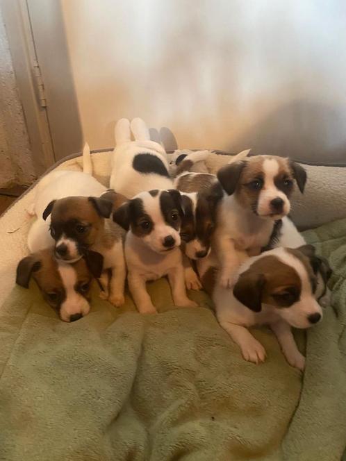 7 grappige gezonde boefjes zoeken mandje JACK RUSSELTJES, Dieren en Toebehoren, Honden | Jack Russells en Terriërs, Meerdere dieren